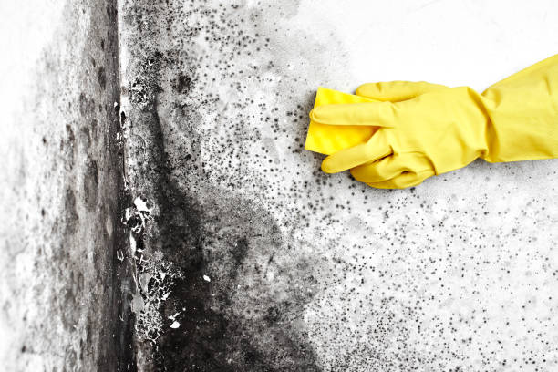 Best Biohazard Mold Removal  in Inola, OK