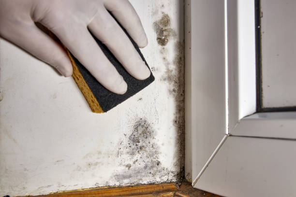 Best Mold Removal for HVAC Installations  in Inola, OK
